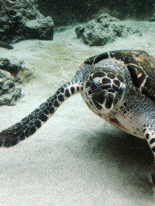 武蔵野市　オークリー