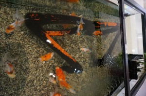江戸川区　メガネ　金魚