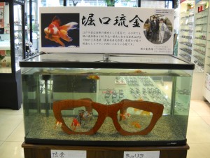 江戸川区　メガネ　金魚