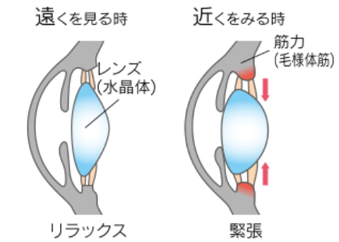 視力検査 -老視について-