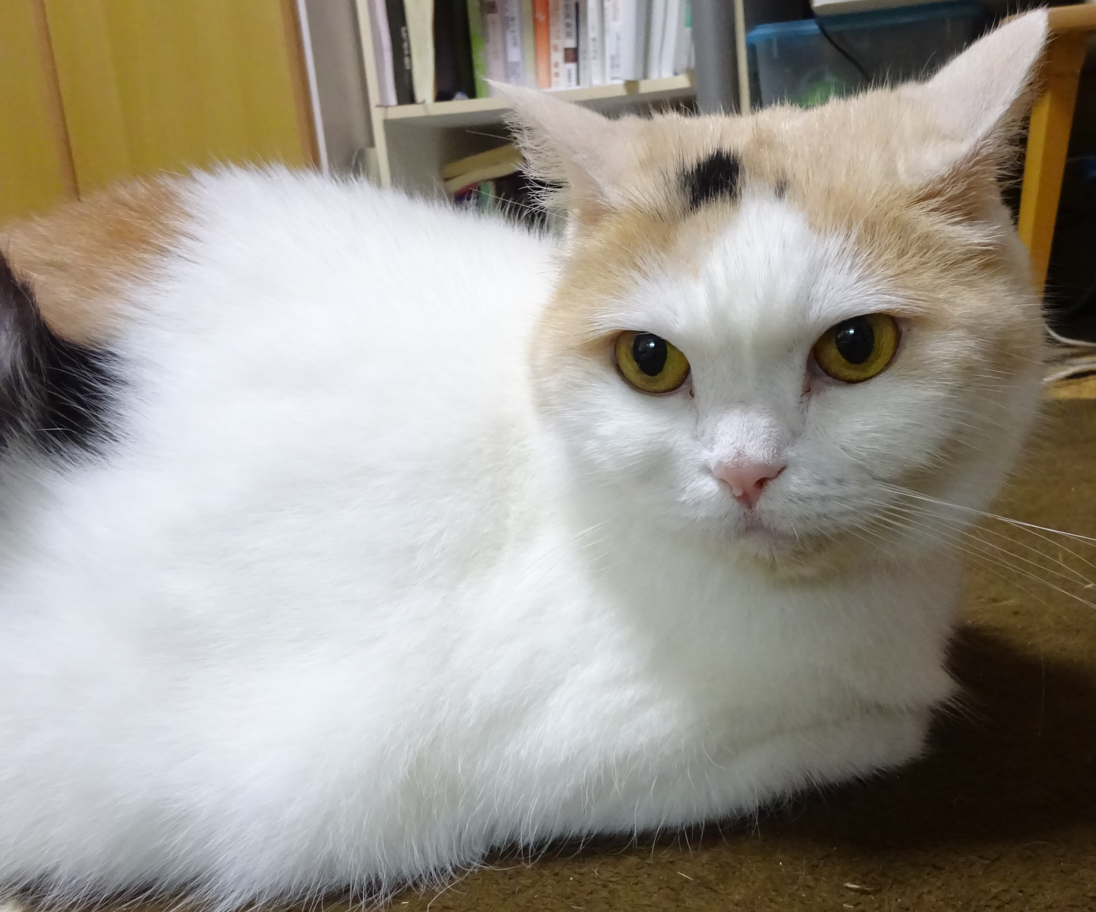 東京都江戸川区,船堀,認定眼鏡士,アイアンドアイ船堀店,メガネ