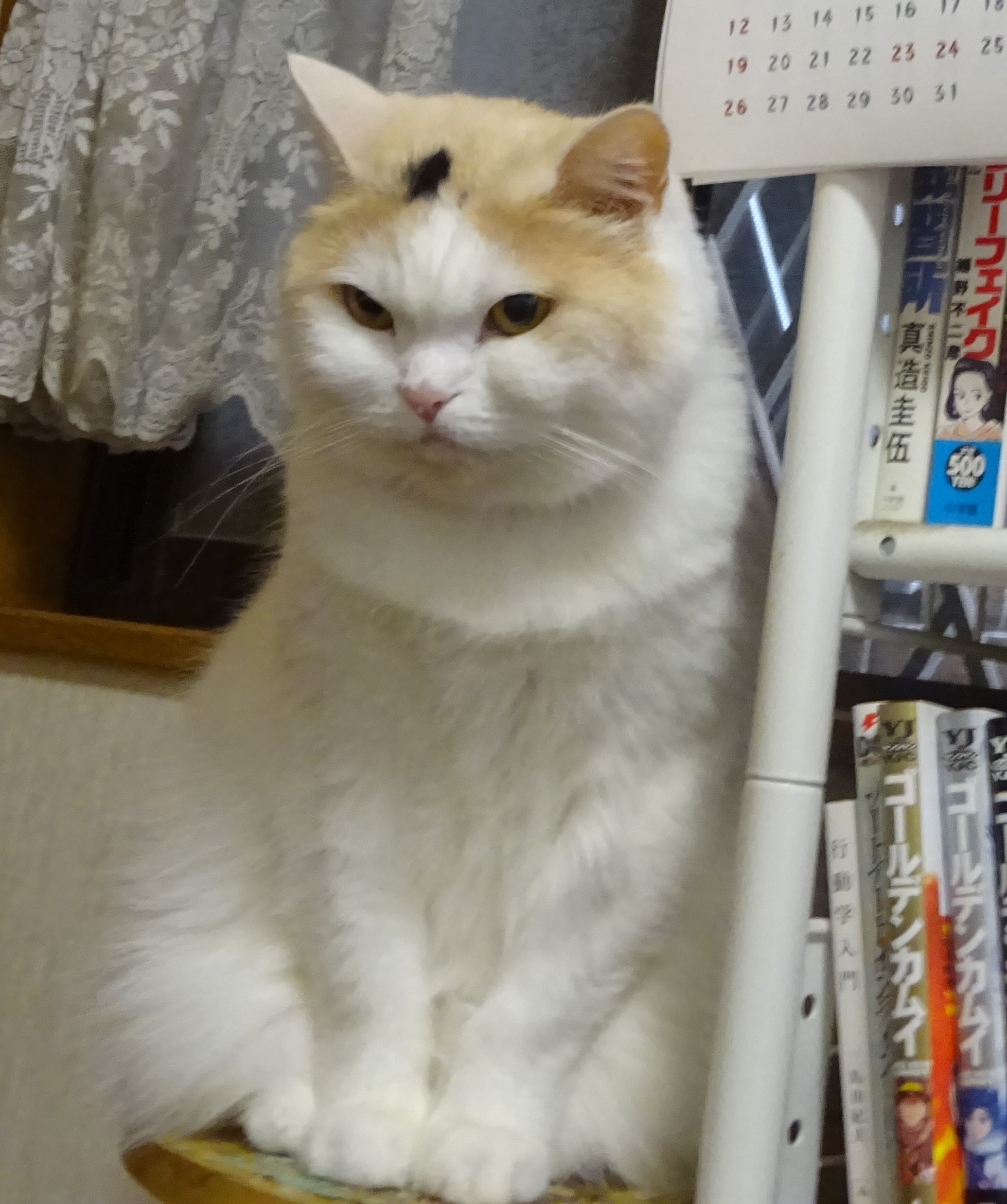 東京都江戸川区,船堀,認定眼鏡士,アイアンドアイ船堀店,メガネ