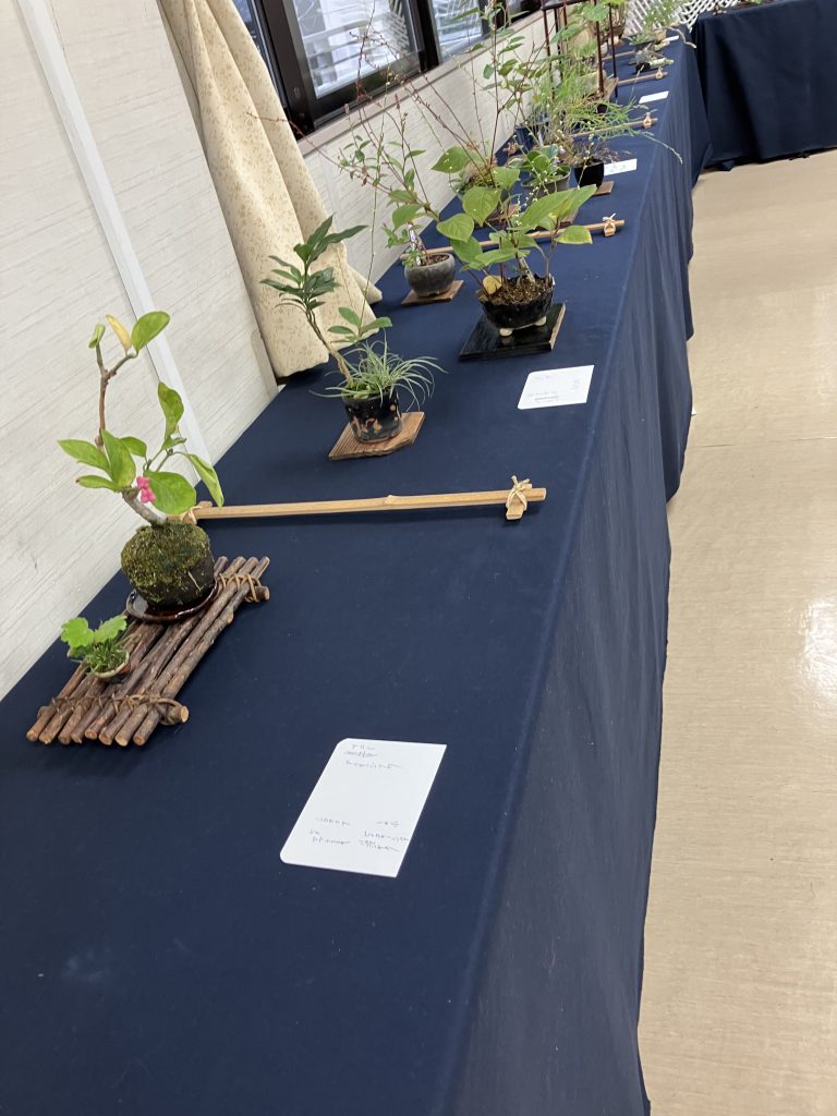 山野草　江戸川区　展示会　メガネ