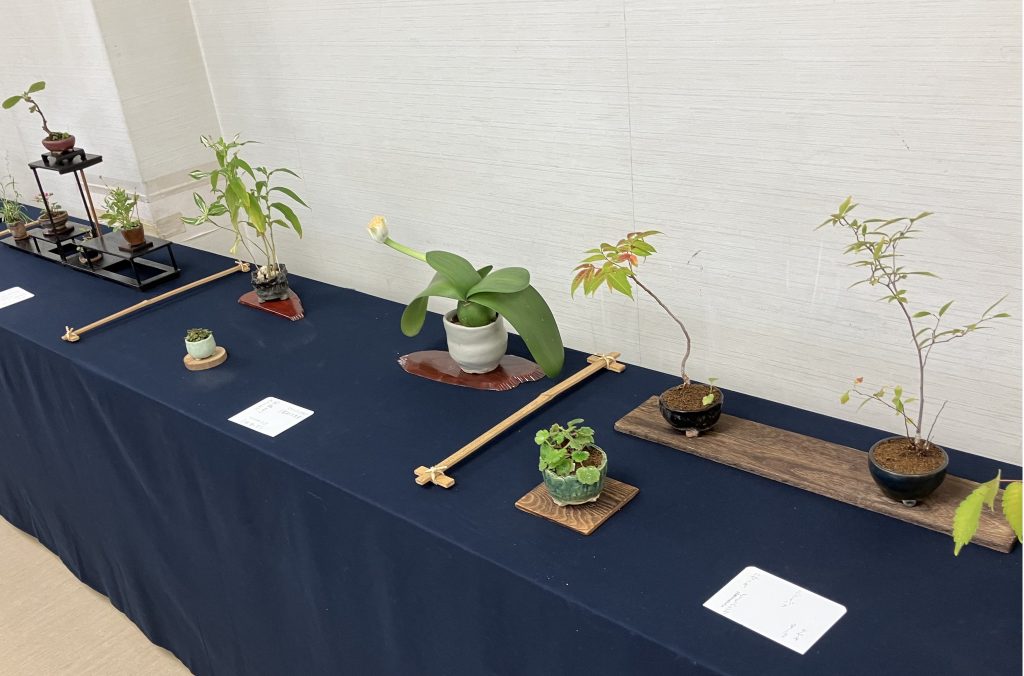 秋の展示会　野草　メガネ