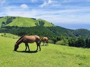 江戸川区,ﾒｶﾞﾈ,船堀,ｱｲｱﾝﾄﾞｱｲ