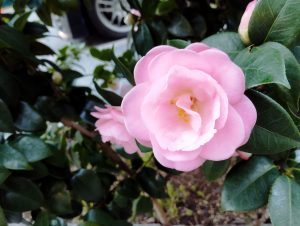 江戸川 人気の眼鏡アイバン EYEVAN