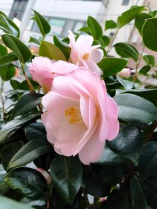 EYEBAN megane 人気の眼鏡 江戸川