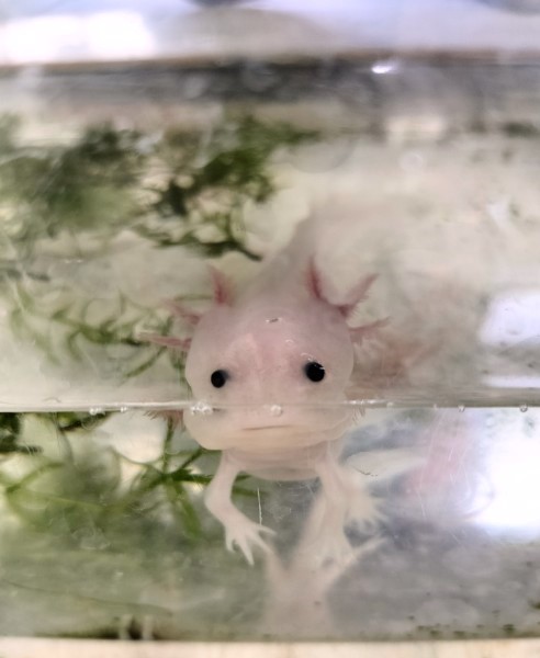 ウーパールーパー,江戸川区,メガネ,船堀,生き物