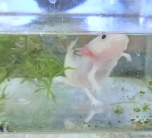 ウーパールーパー,江戸川区,メガネ,船堀,生き物