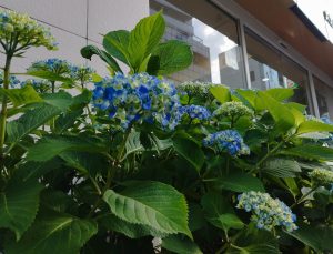 江戸川　紫陽花　メガネ