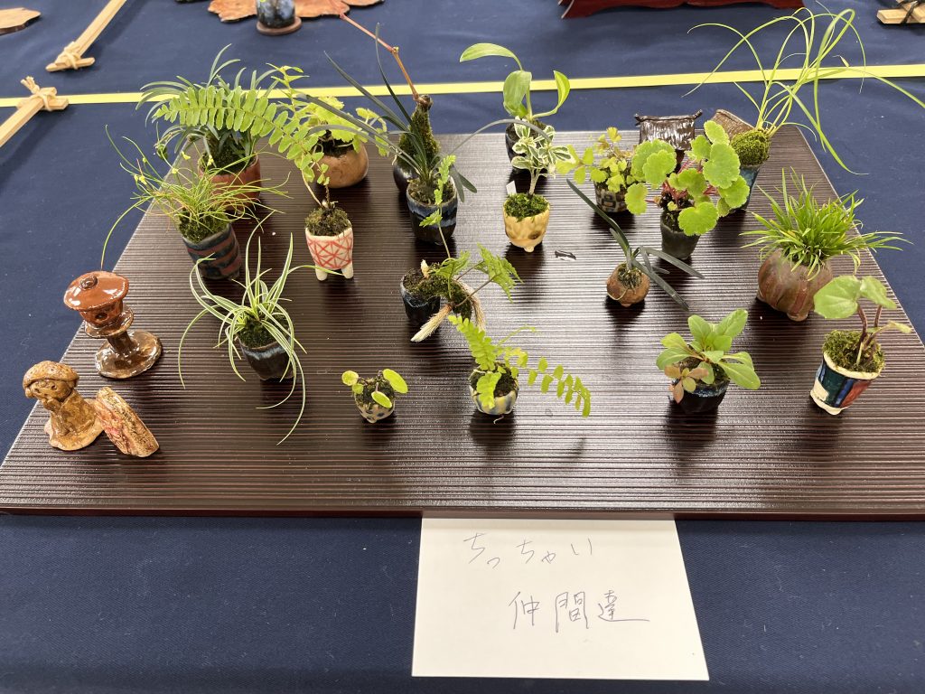 東京都,江戸川区,瑞江,眼鏡,野草